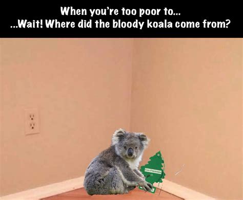 koala meme|funny koala.